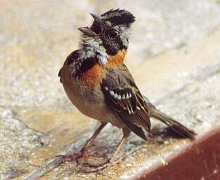 Gorrin Americano Rufous-collared Sparrow Zonotrichia capensis