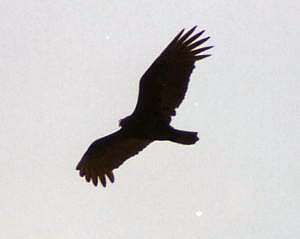 Gallinazo Cabecirojo Turkey Vulture Cathartes aura
