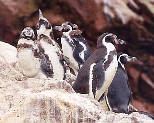 Pinguino de Humboldt Penguin Spheniscus humboldti