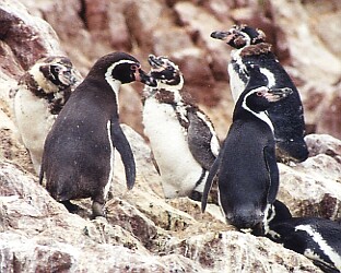 Pinguino de Humboldt Penguin Spheniscus humboldti