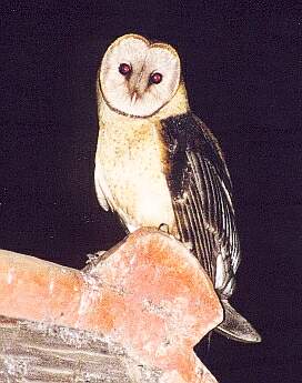 Lechuza Campanaria Barn Owl Tyto alba