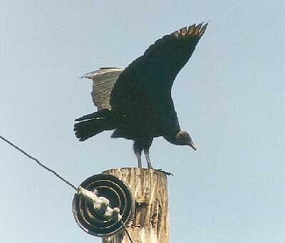 Gallinazo Cabecinegra Black Vulture Coragyps atratus