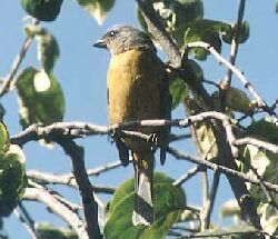 Fringilo Peruano Peruvian Sierra-Finch Phrygilus punensis