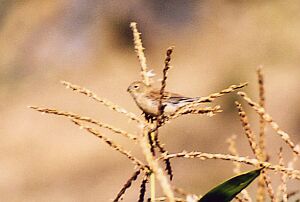 Semillero Inornado, Semillero Peruano Plain-colored Seedeater Catamenia inornata